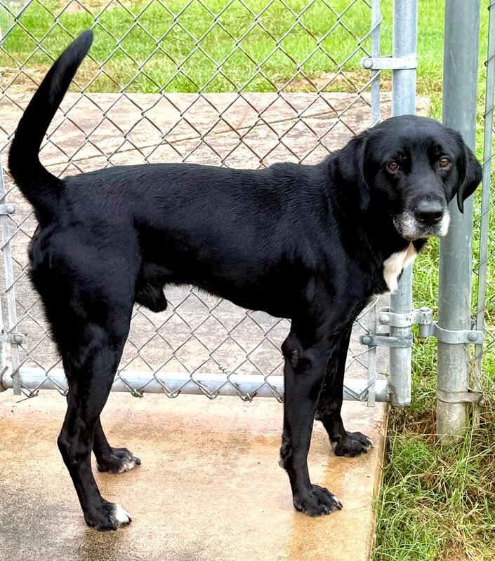 Merle, a ADOPTABLE mixed breed in New Canaan, CT image 5/6
