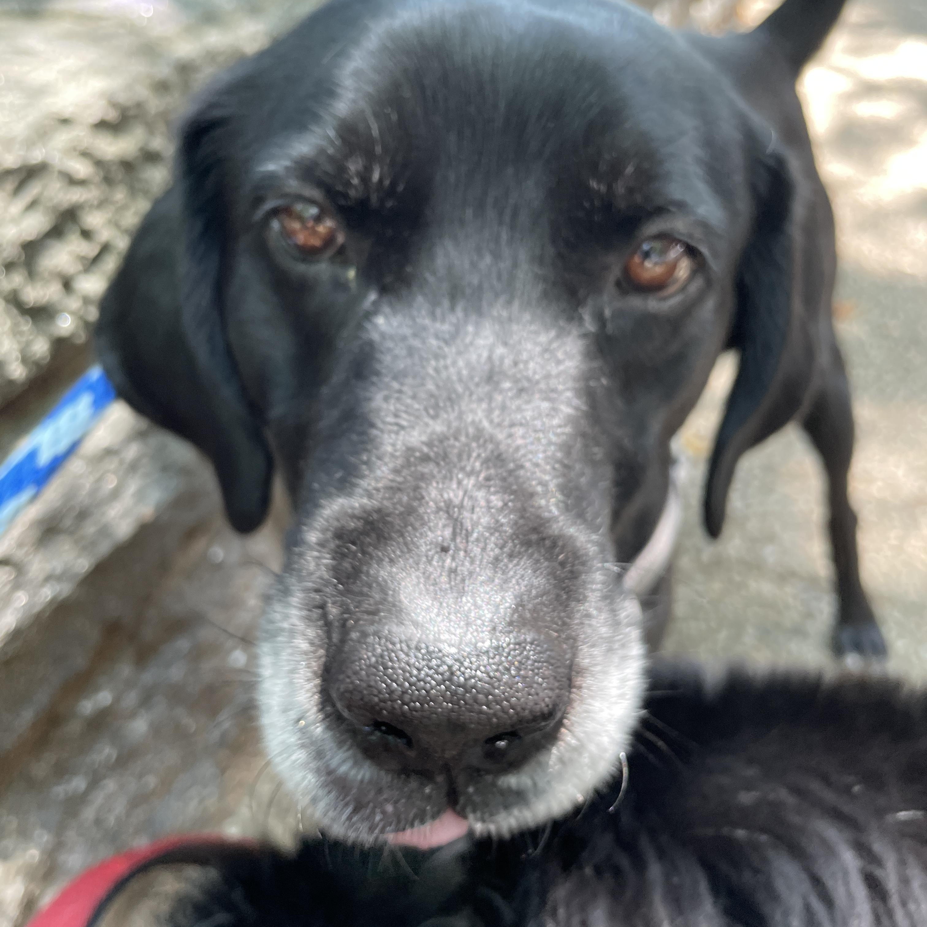 Enlarge Merle, a ADOPTABLE mixed breed in New Canaan, CT image 5/6