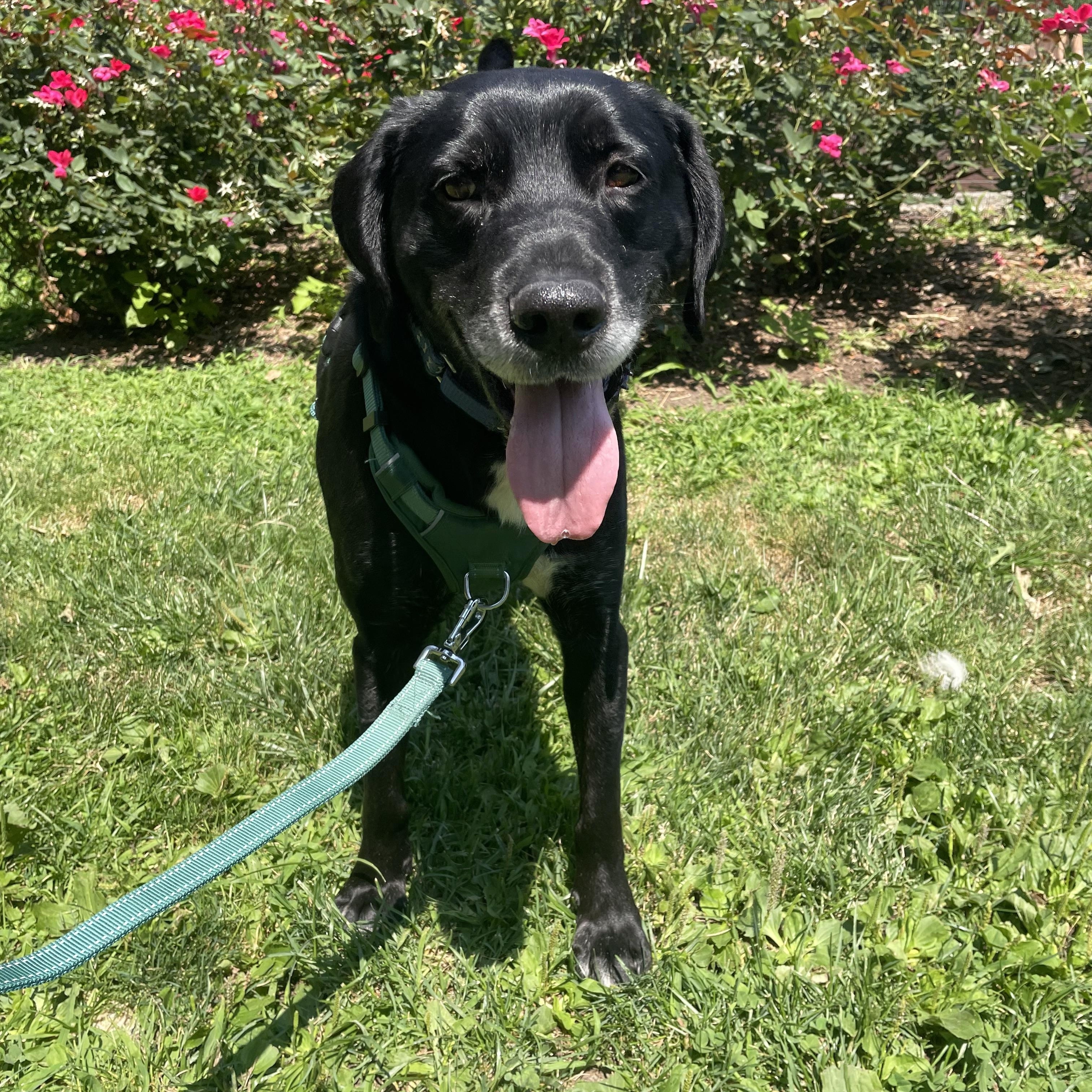 Merle, ADOPTABLE, Adult Male Labrador Retriever.