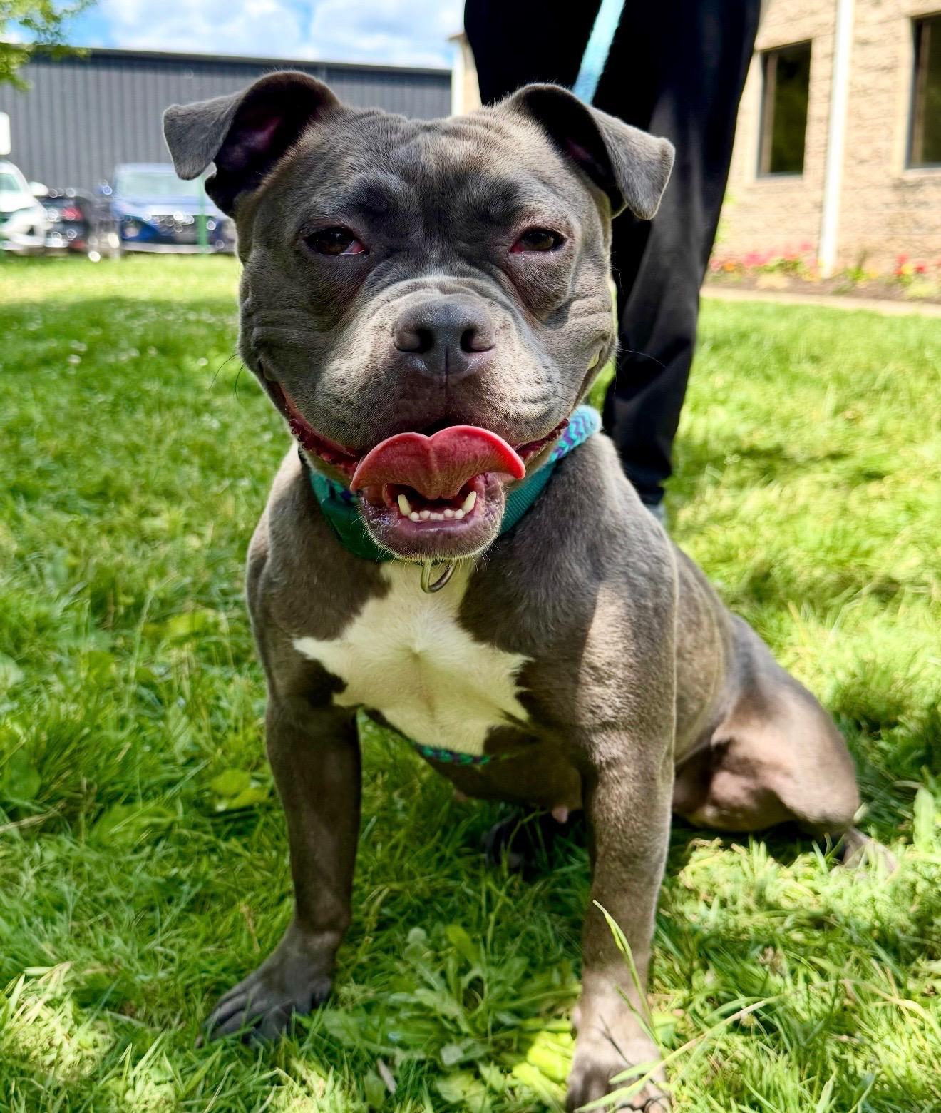 Isabelle (Izzy) Daniels, Adoptable, Young Female American Bully & American Staffordshire Terrier.