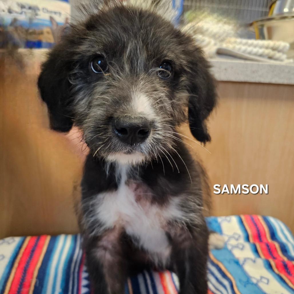 Samson, Adoptable, Puppy Male Australian Shepherd & Collie.
