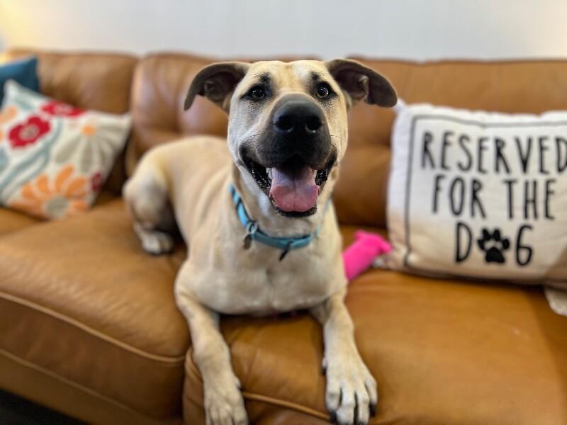 Brownie Butters the Bestest Boy