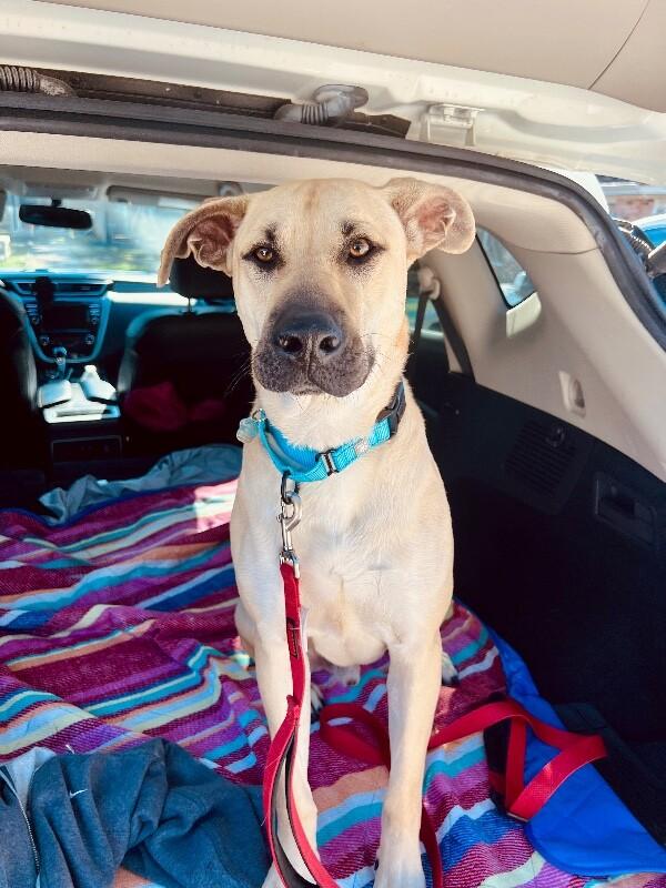 Brownie Butters the Bestest Boy — thumbnail 2