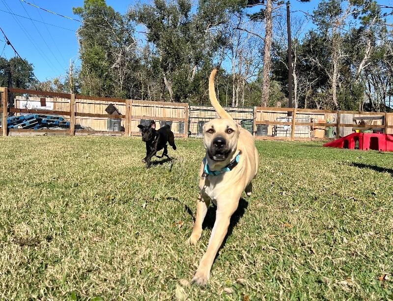 Brownie Butters the Bestest Boy — thumbnail 3