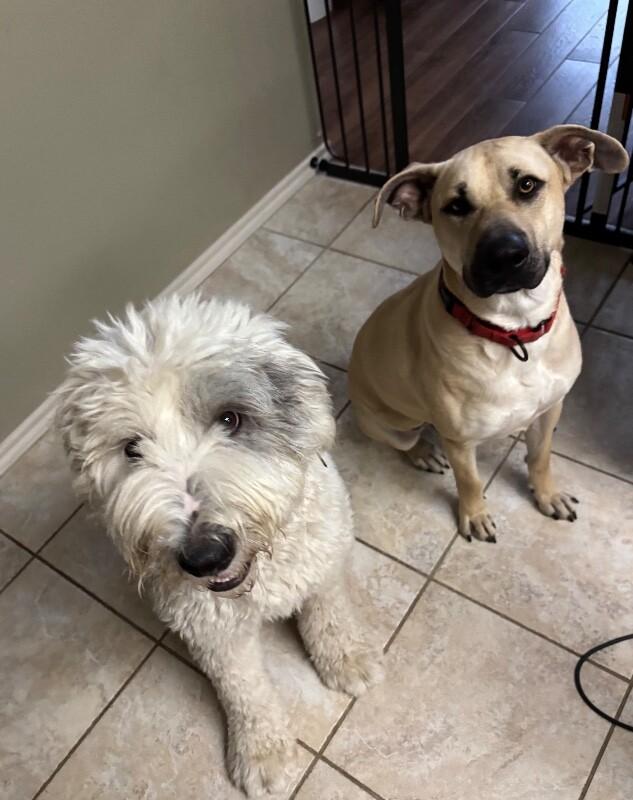 Brownie Butters the Bestest Boy — thumbnail 4