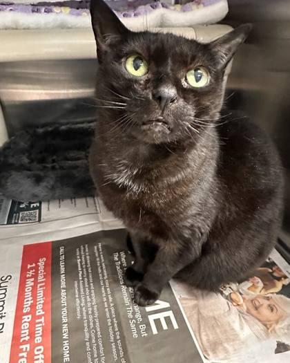 Enlarge Fizz, a Adoptable mixed breed in Bridgewater, NJ image 1/1