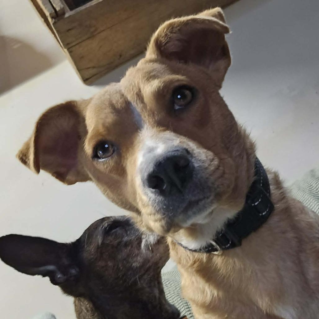 Cait, a Adoptable mixed breed in Alma, WI image 1/3