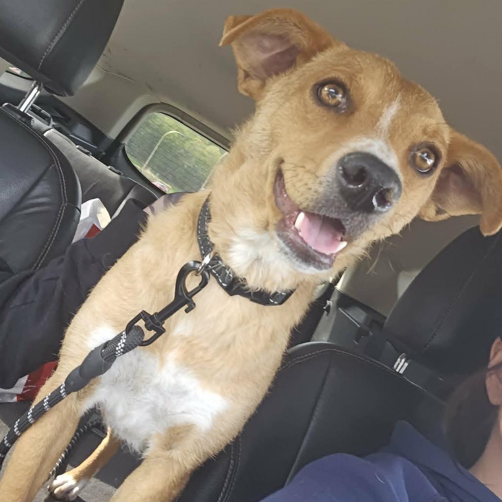 Cait, a Adoptable mixed breed in Alma, WI image 2/3