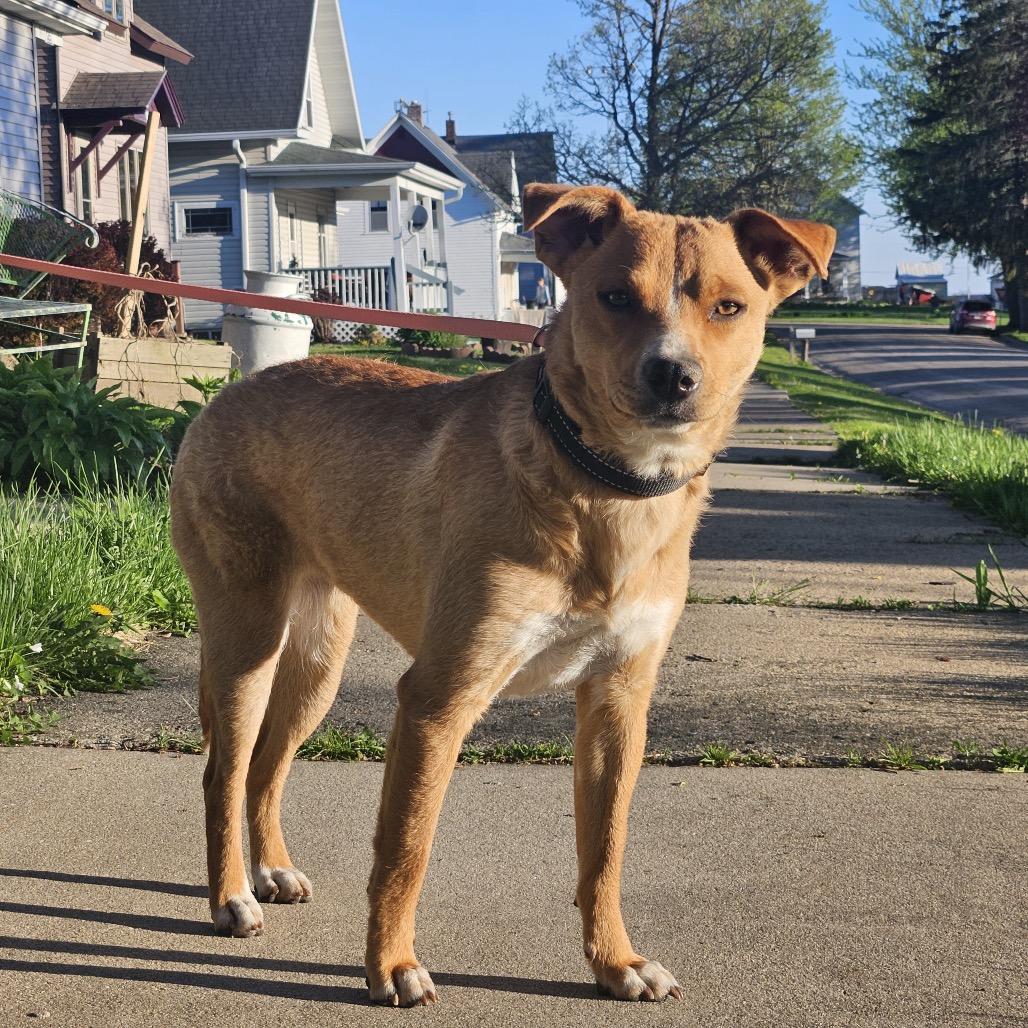 Cait, a Adoptable mixed breed in Alma, WI image 3/3