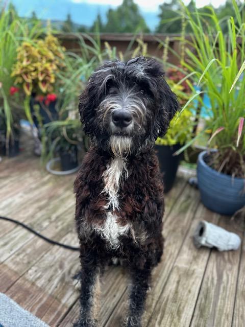 Enlarge Max, a Adoptable Labradoodle in Woburn, MA image 2/4