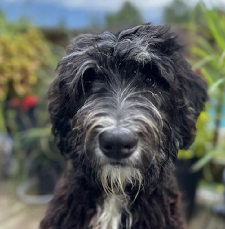 Enlarge Max, a Adoptable Labradoodle in Woburn, MA image 1/4
