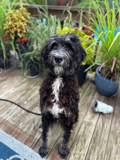Enlarge Max, a Adoptable Labradoodle in Woburn, MA image 4/4