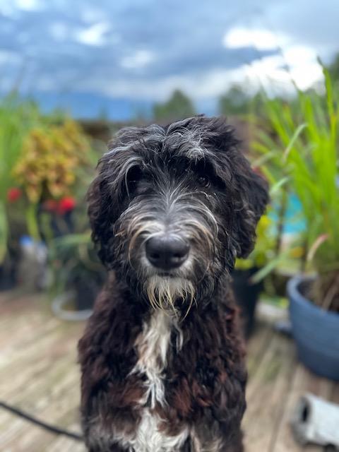 Enlarge Max, a Adoptable Labradoodle in Woburn, MA image 3/4