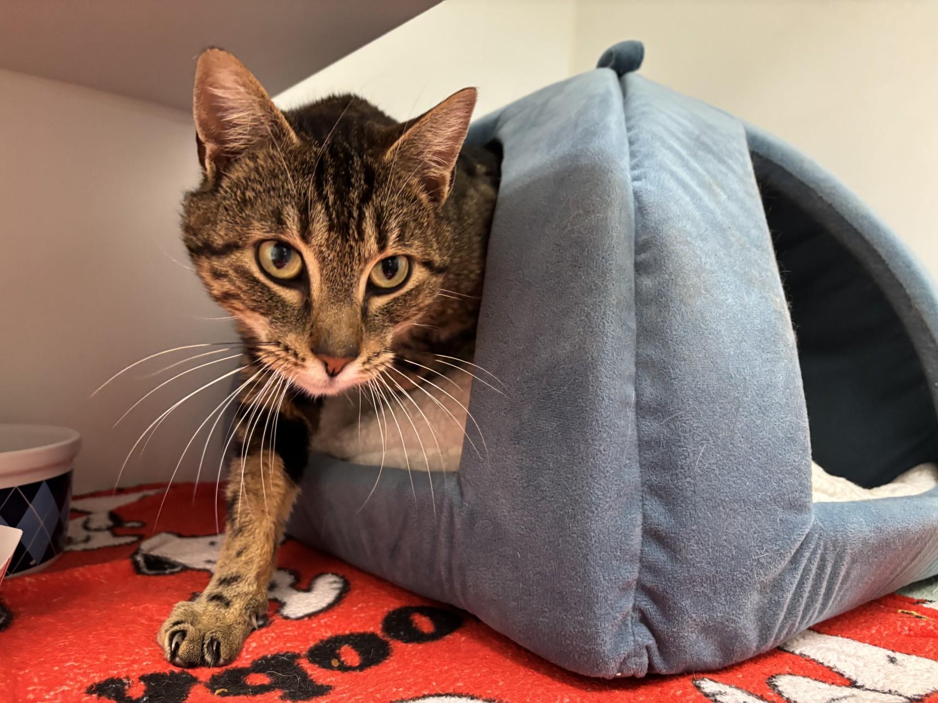 Enlarge Ty Ty, a ADOPTABLE Domestic Short Hair in Grants Pass, OR image 3/3