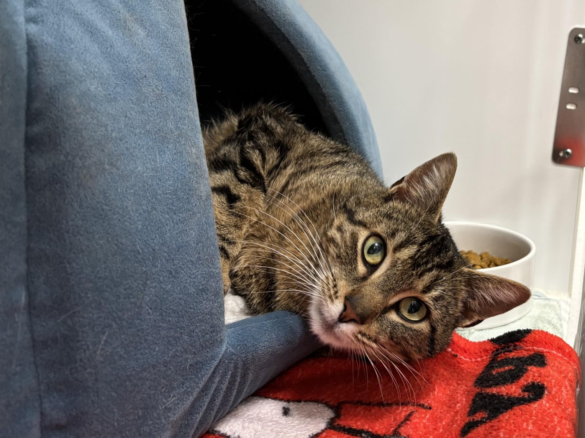 Enlarge Ty Ty, a ADOPTABLE Domestic Short Hair in Grants Pass, OR image 1/3