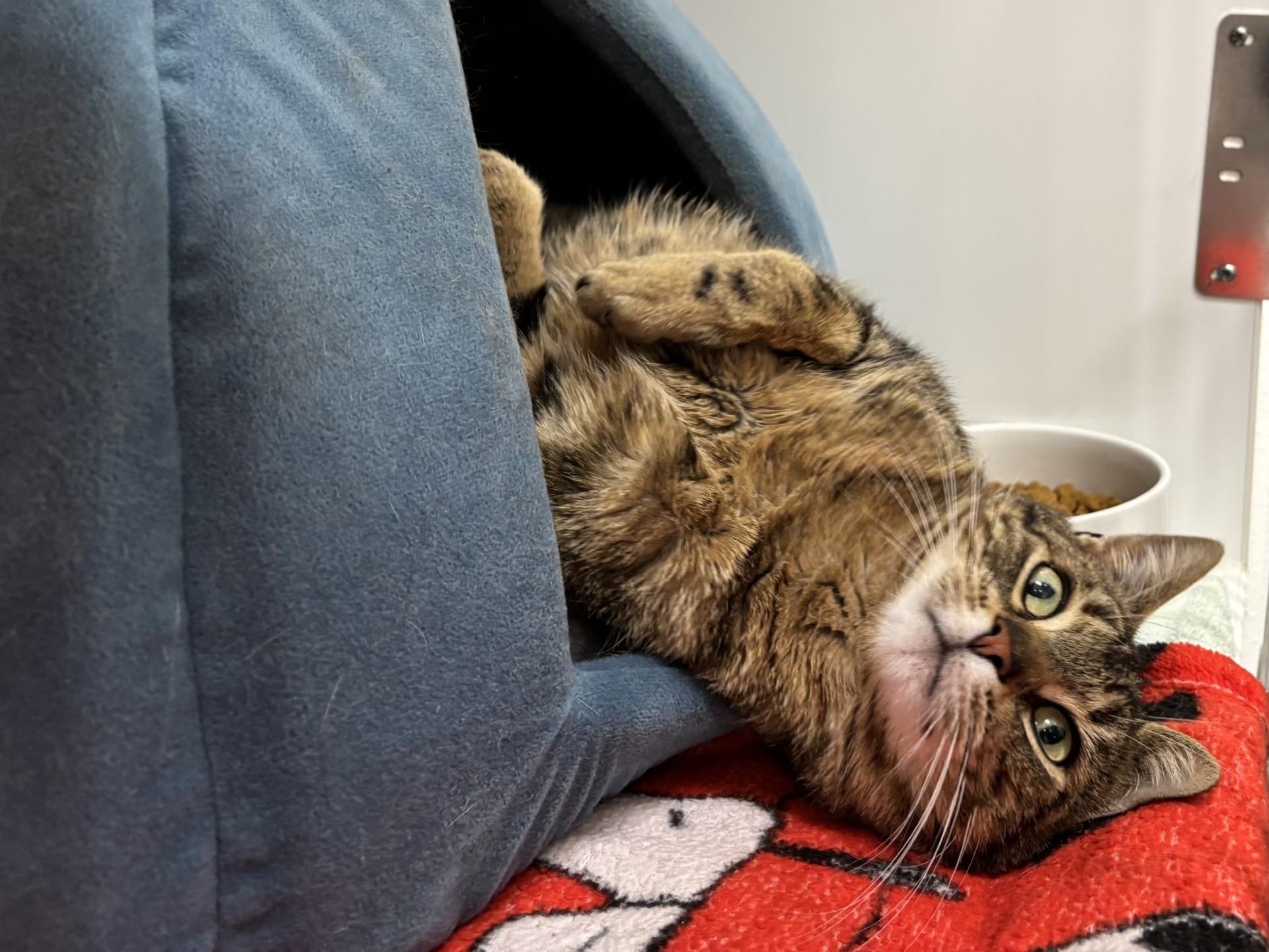 Enlarge Ty Ty, a ADOPTABLE Domestic Short Hair in Grants Pass, OR image 2/3