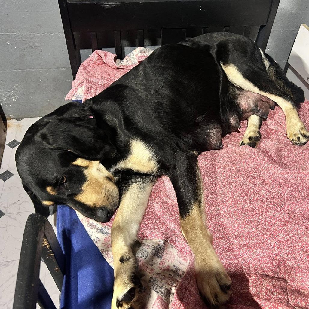 Enlarge CT Nymeria, a Adoptable mixed breed in Eastford, CT image 2/4