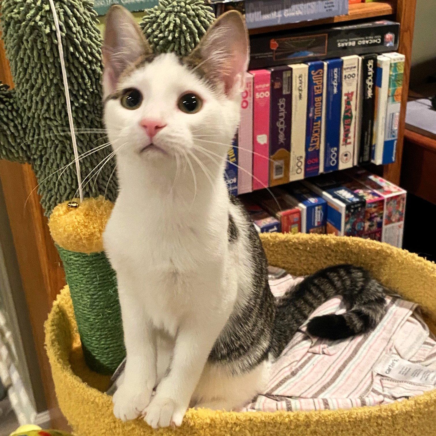 Enlarge Diana, a Adoptable Domestic Short Hair in Rochester, NY image 1/1