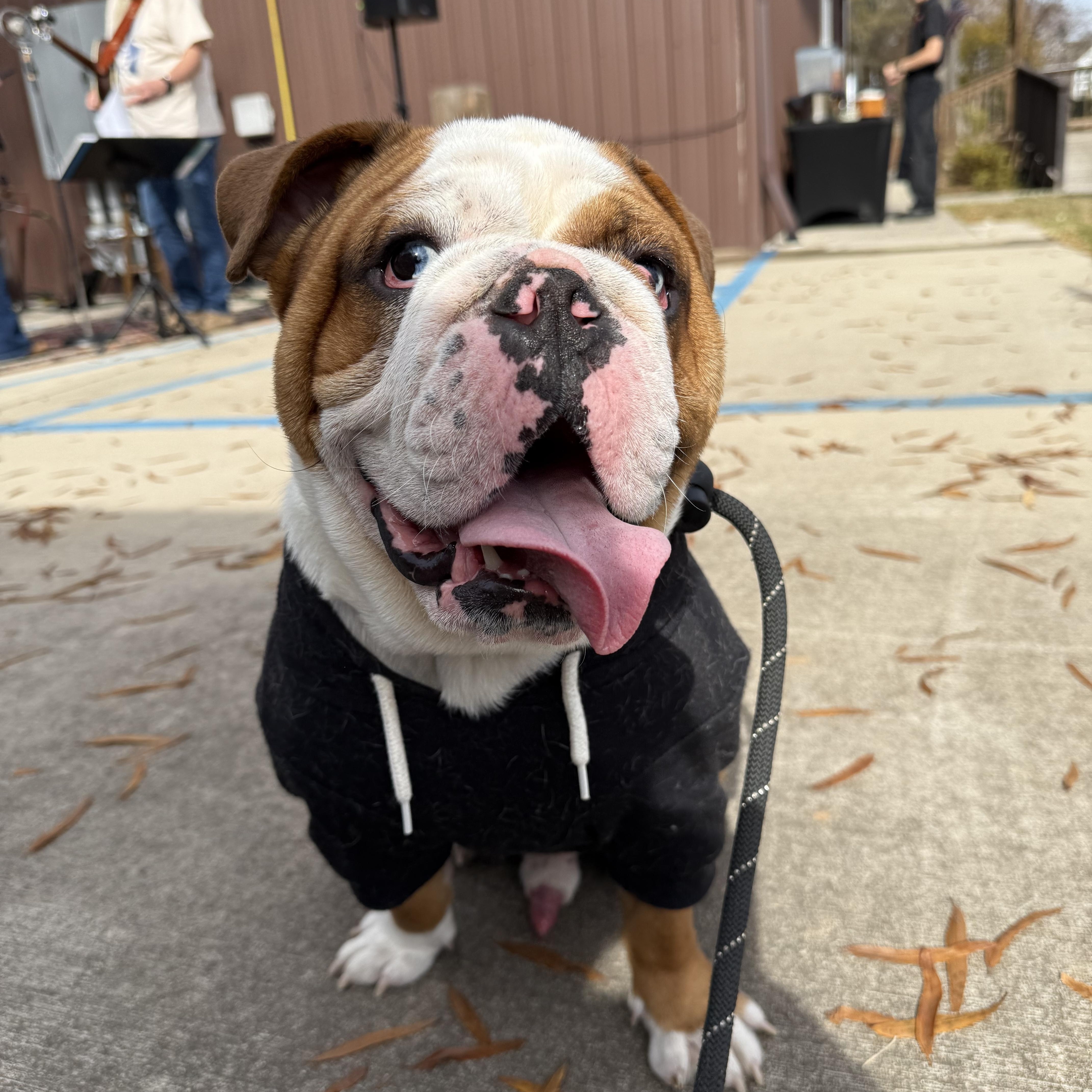Alfie, ADOPTABLE, Adult Male English Bulldog.