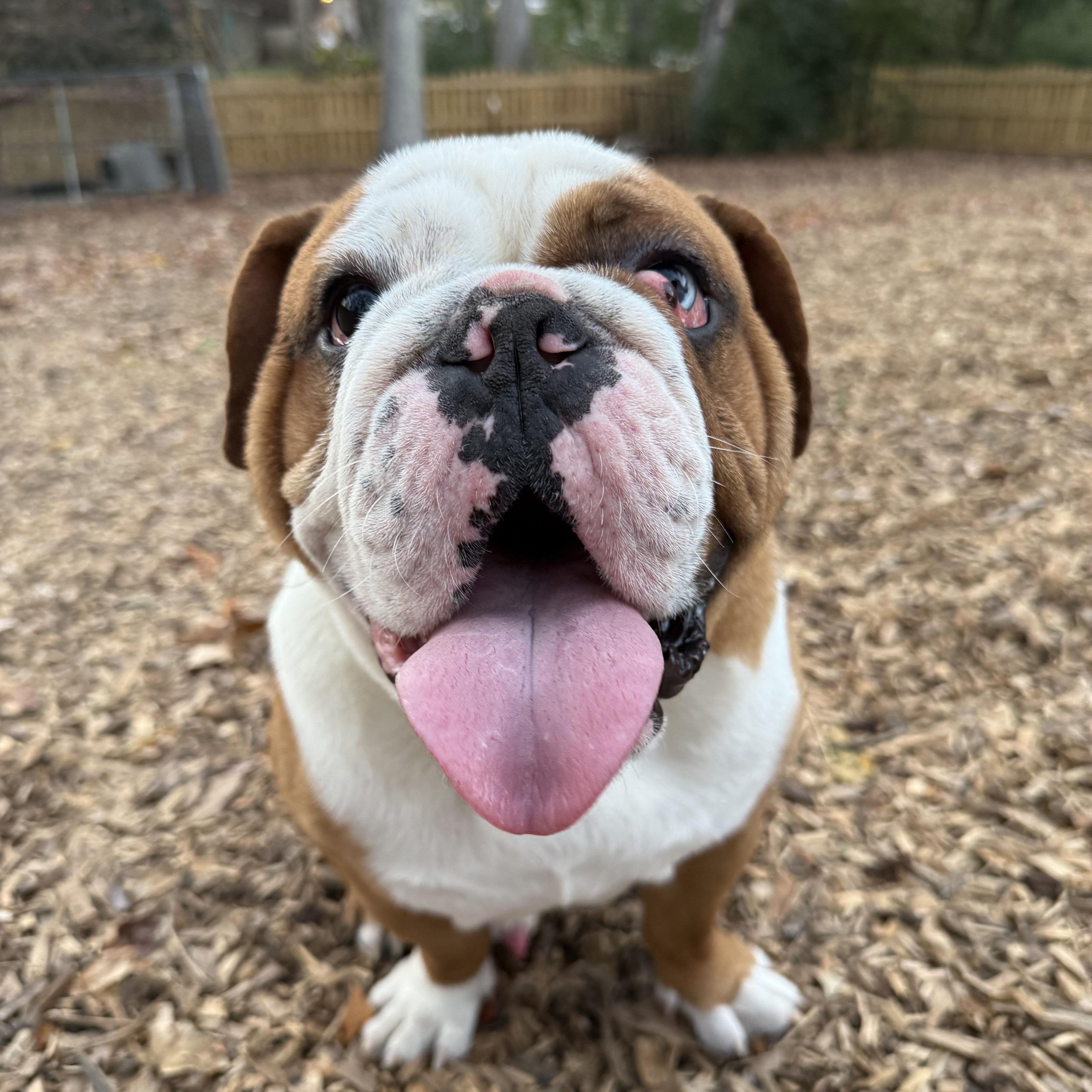 Enlarge Alfie, a ADOPTABLE English Bulldog in Greer, SC image 2/5