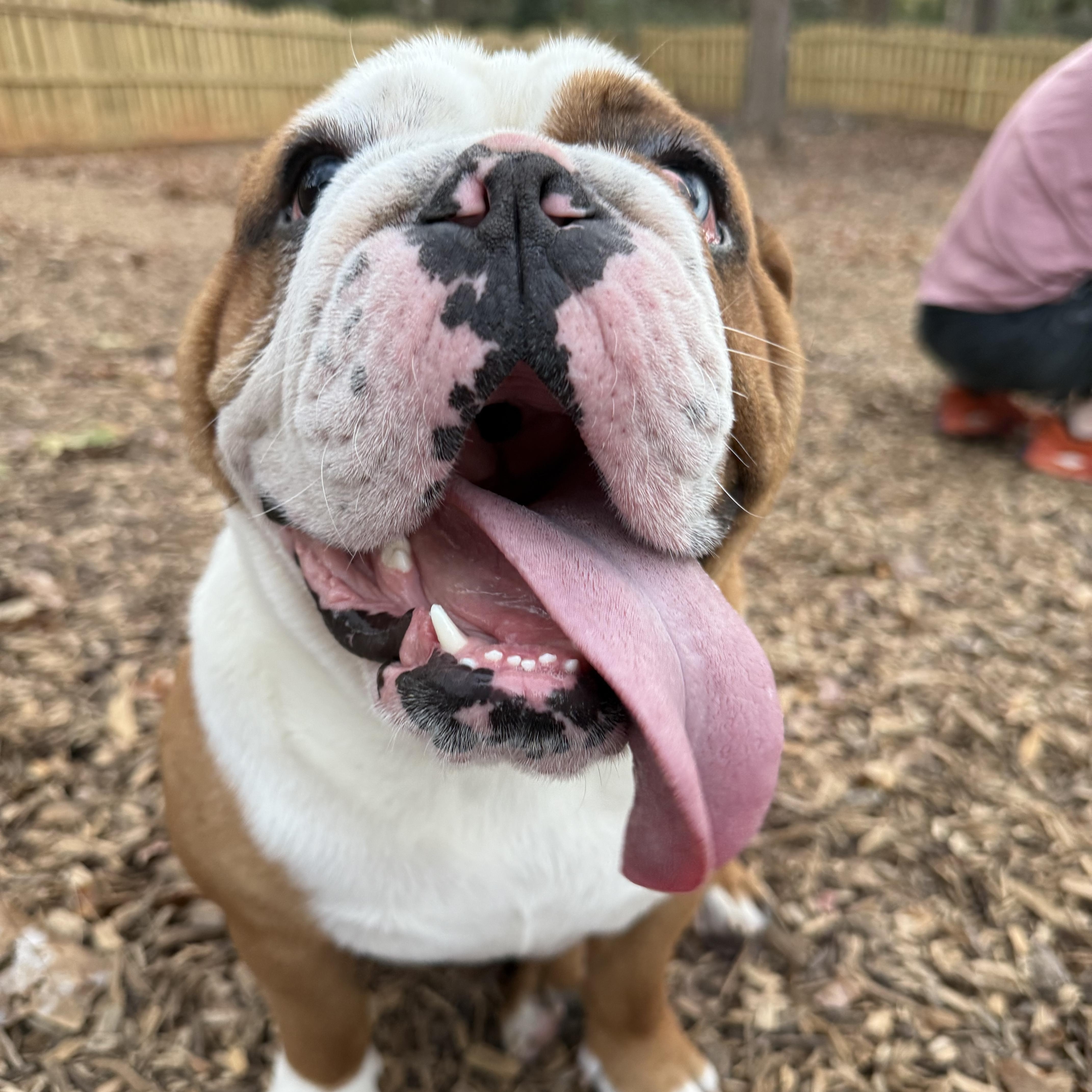 Alfie, adopted, Adult Male English Bulldog.