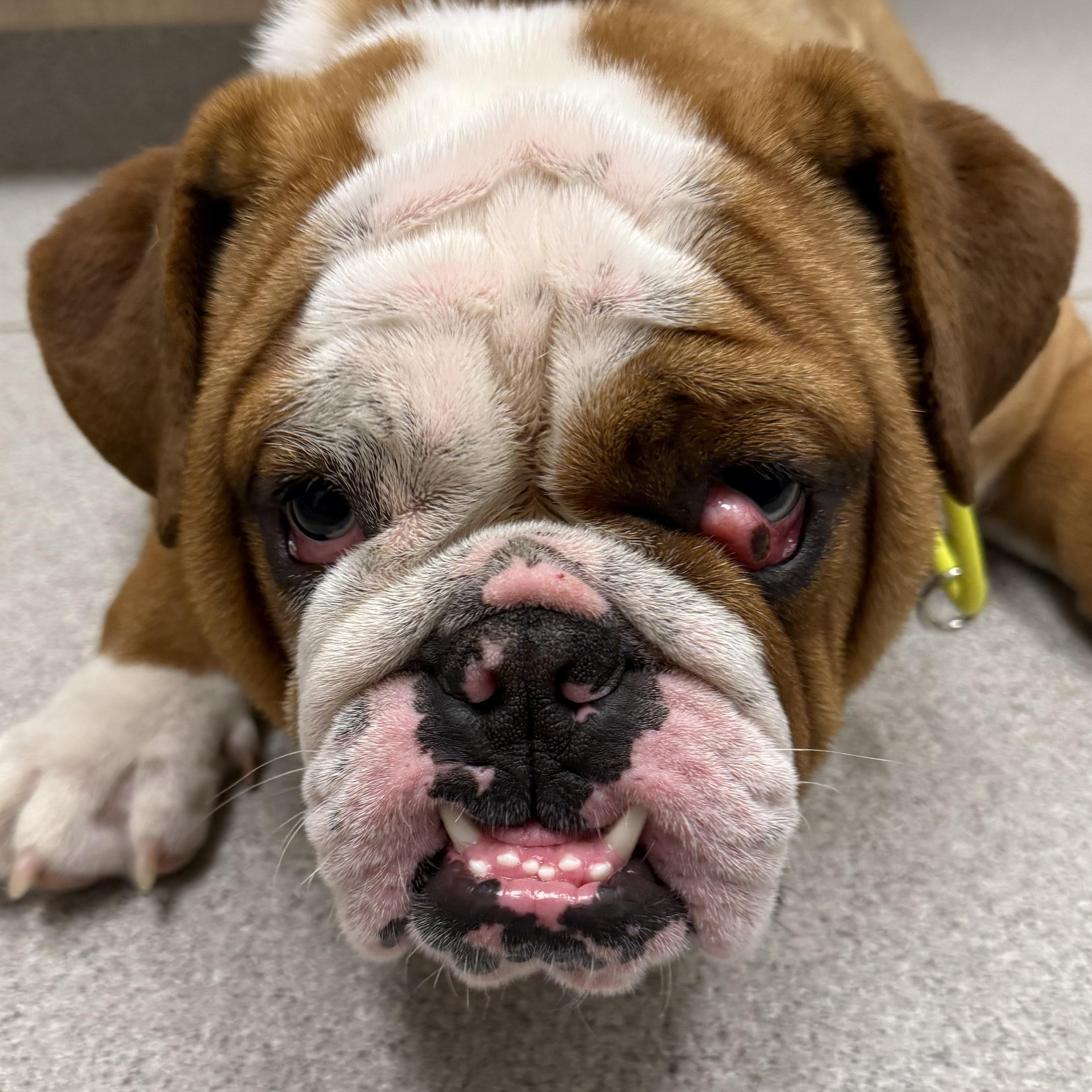 Enlarge Alfie, a ADOPTABLE English Bulldog in Greer, SC image 4/5