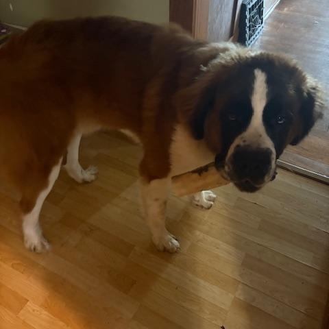 Obi (COURTESY POST), Adoptable, Adult Male Saint Bernard.
