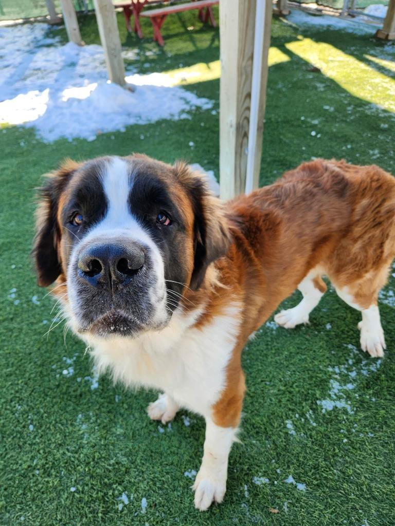 Enlarge Obi , a Adoptable Saint Bernard in Sparta, WI image 2/2