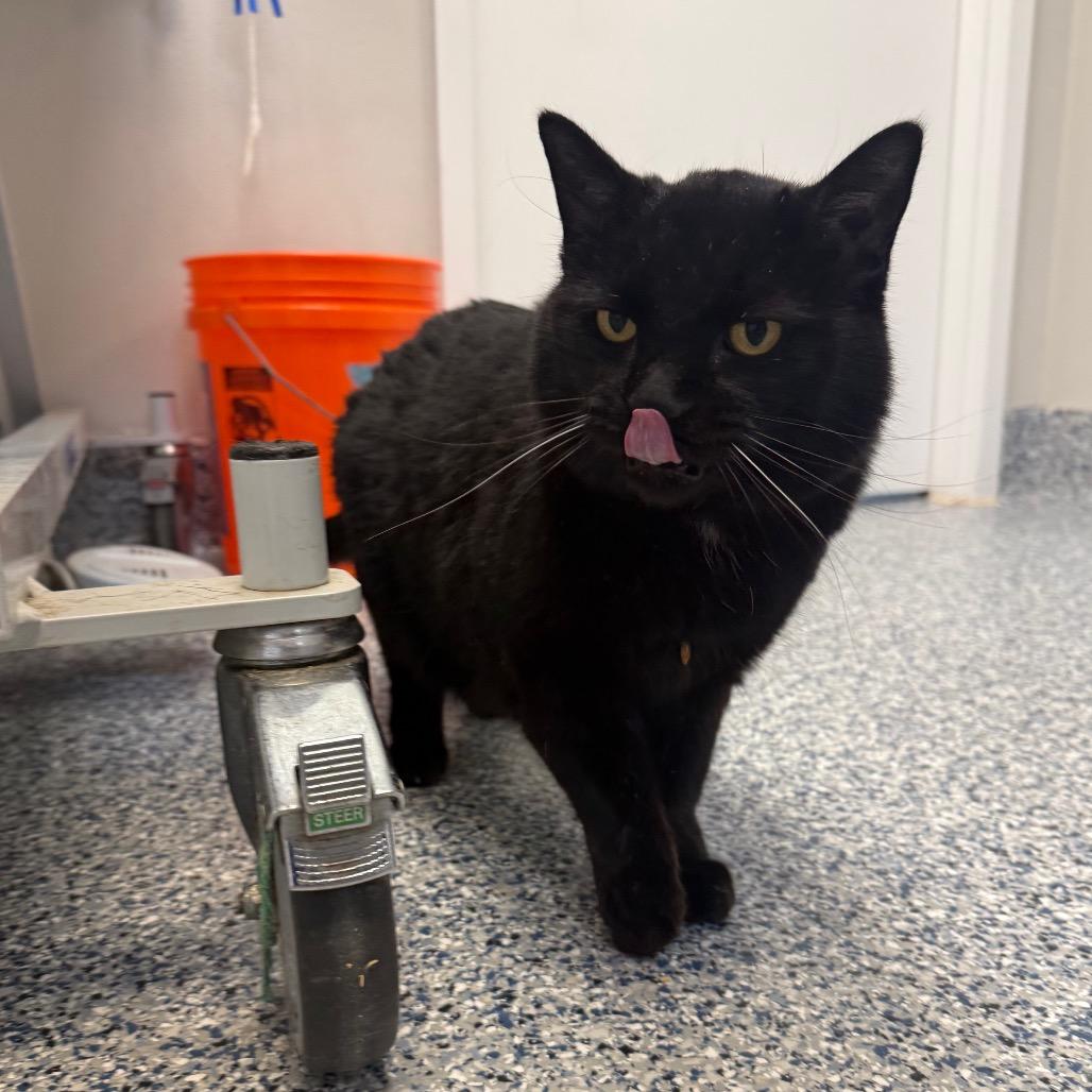 Enlarge Pepper, a Adoptable Domestic Short Hair in Great Falls, MT image 1/2