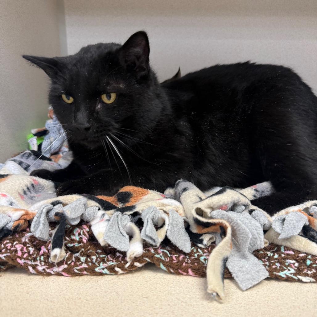 Enlarge Pepper, a Adoptable Domestic Short Hair in Great Falls, MT image 2/2