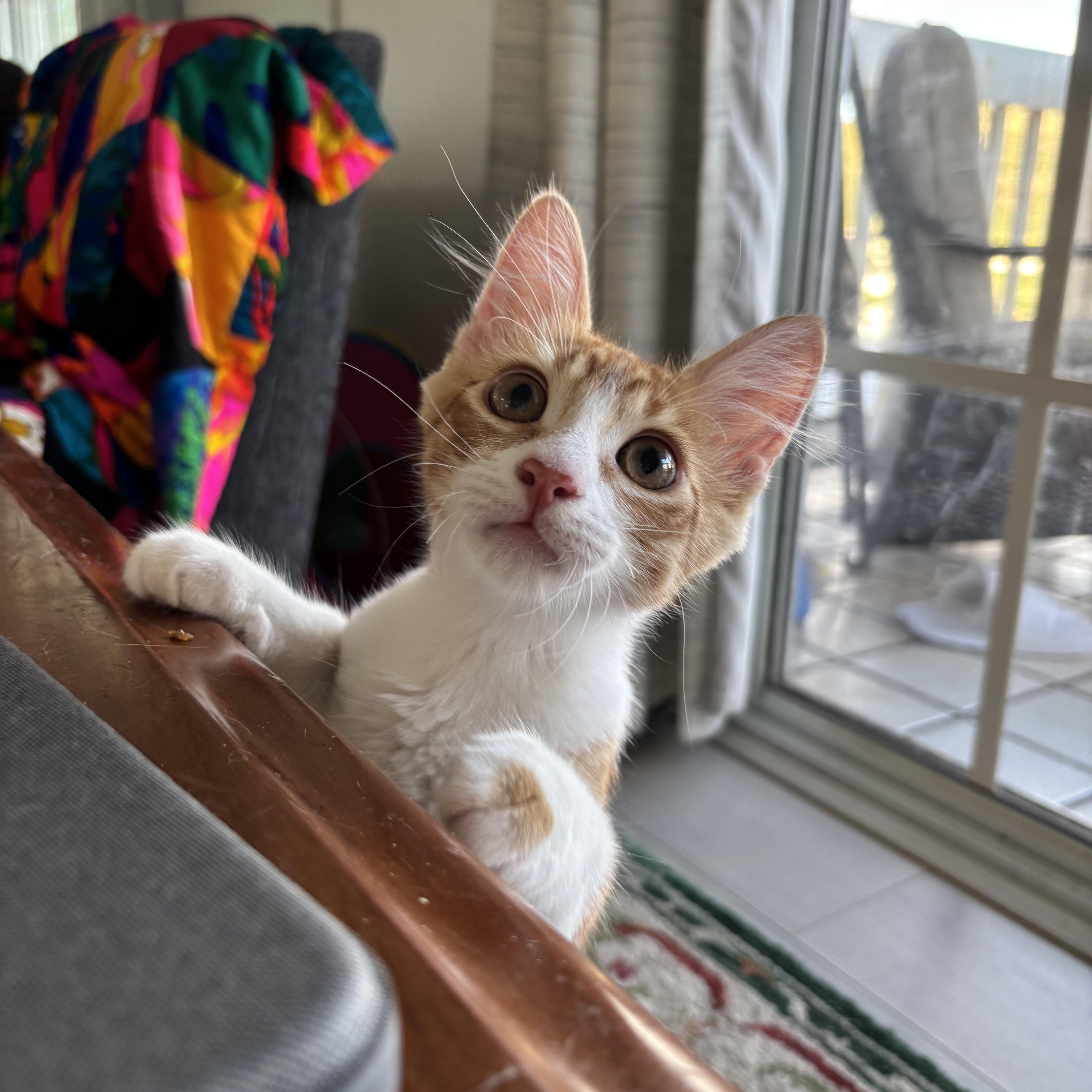 Radar, a Adoptable Domestic Short Hair in Woodbine, MD image 4/6