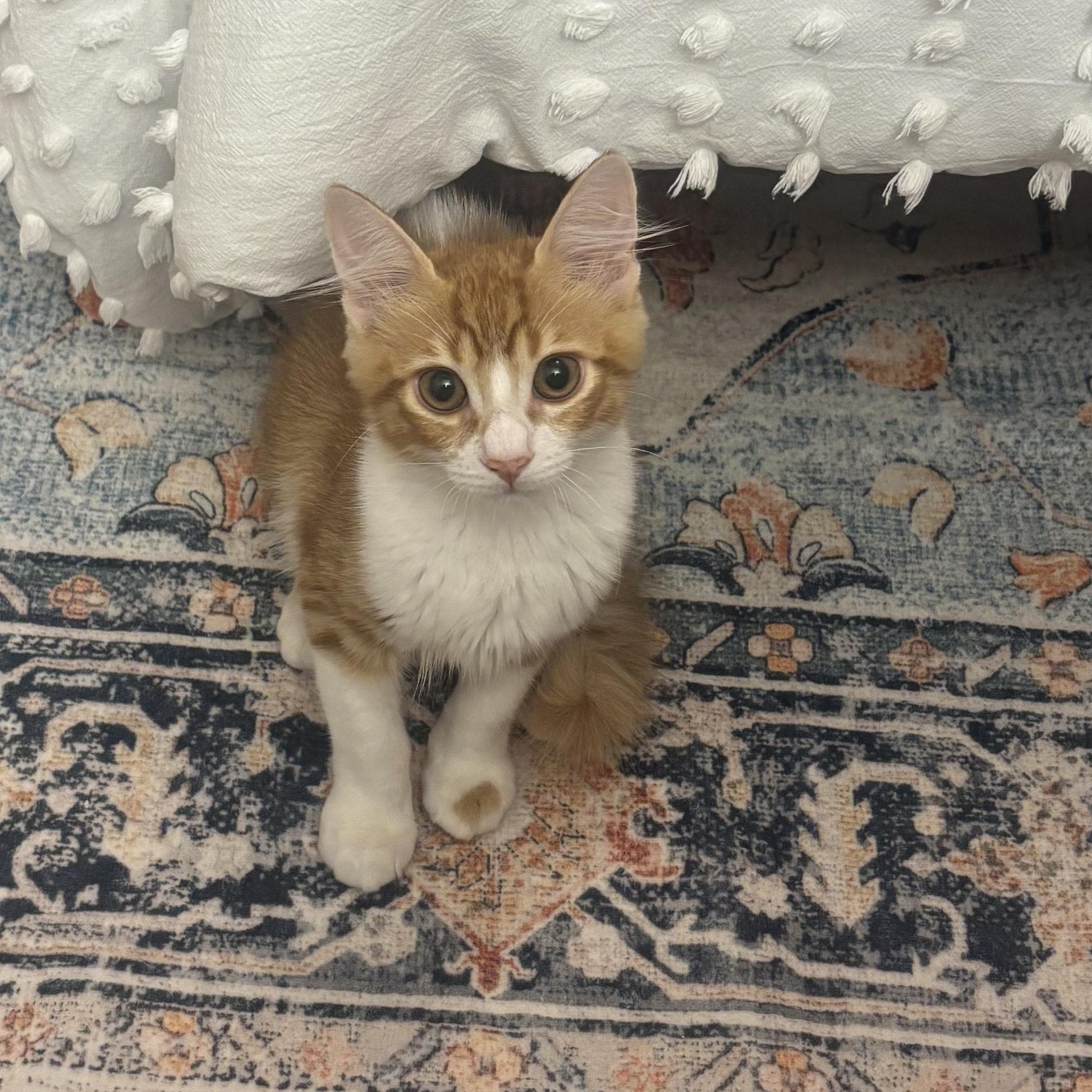 Radar, a Adoptable Domestic Short Hair in Woodbine, MD image 3/6