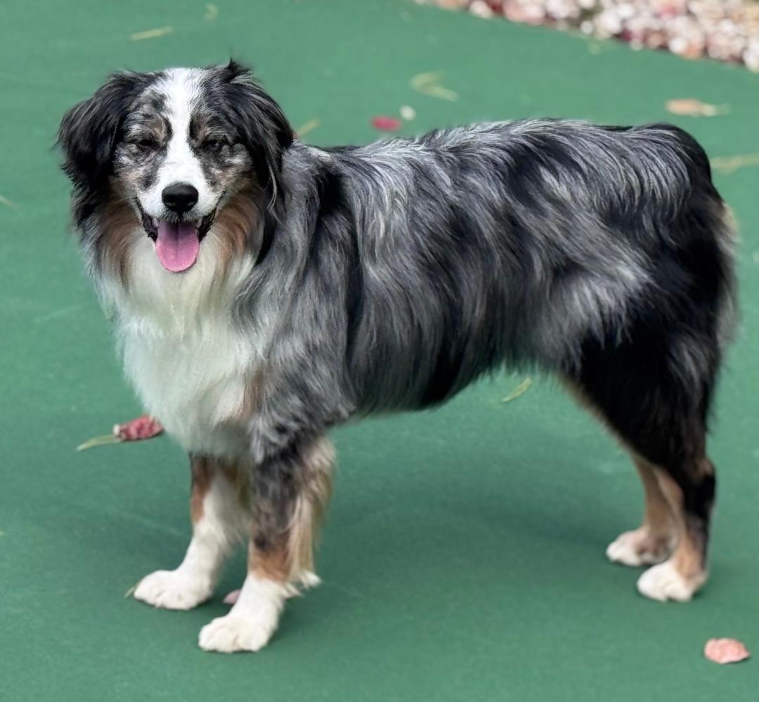 GAUCHO - COURTESY LISTING, Adopted, Adult Male Australian Shepherd.