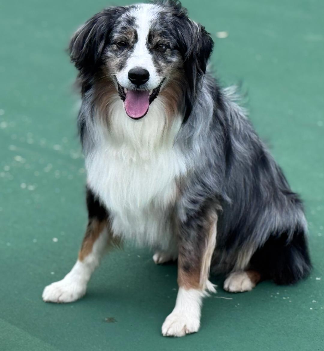 GAUCHO - COURTESY LISTING, a Adopted Australian Shepherd in Richmond, VA image 2/5