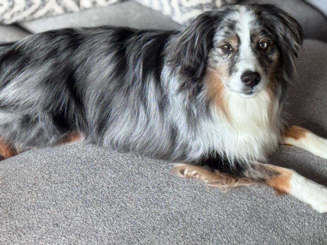 GAUCHO - COURTESY LISTING, a Adopted Australian Shepherd in Richmond, VA image 3/5