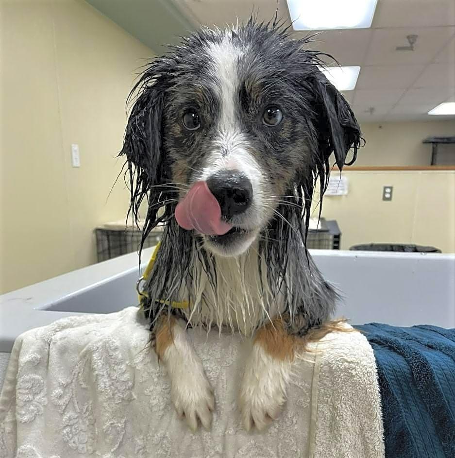 GAUCHO - COURTESY LISTING, a Adopted Australian Shepherd in Richmond, VA image 4/5