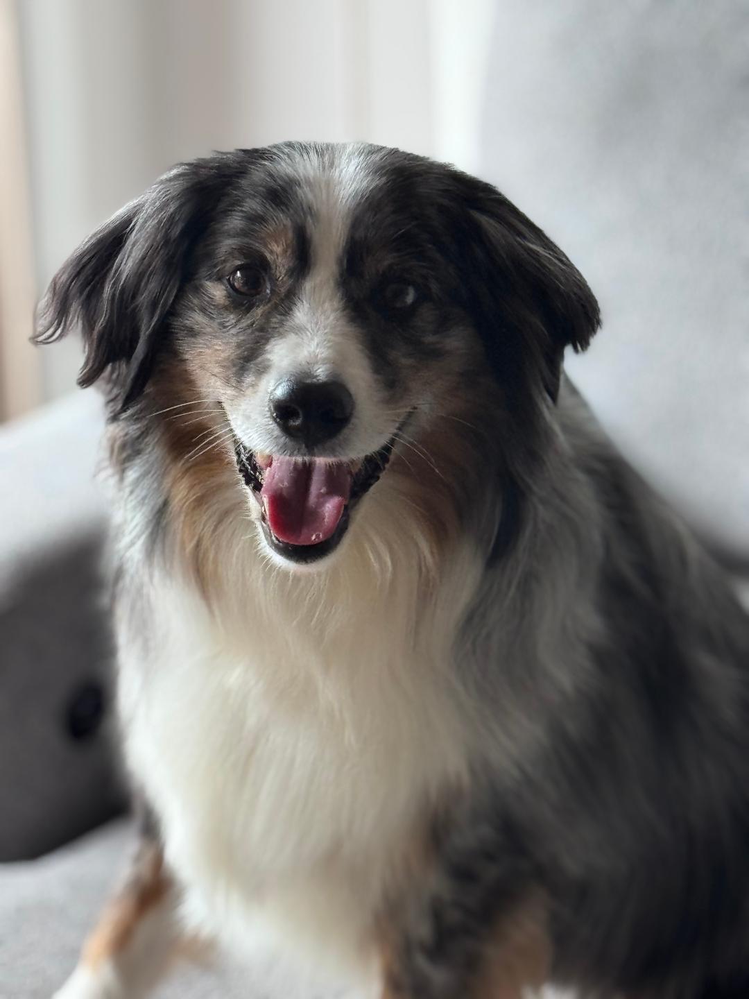 GAUCHO - COURTESY LISTING, a Adopted Australian Shepherd in Richmond, VA image 5/5