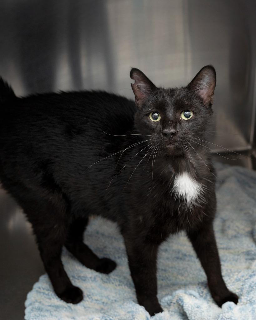 Kenworth, Adoptable, Young Male Domestic Short Hair.