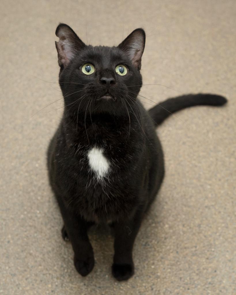 Enlarge Kenworth, a Adoptable mixed breed in Boone, IA image 2/3