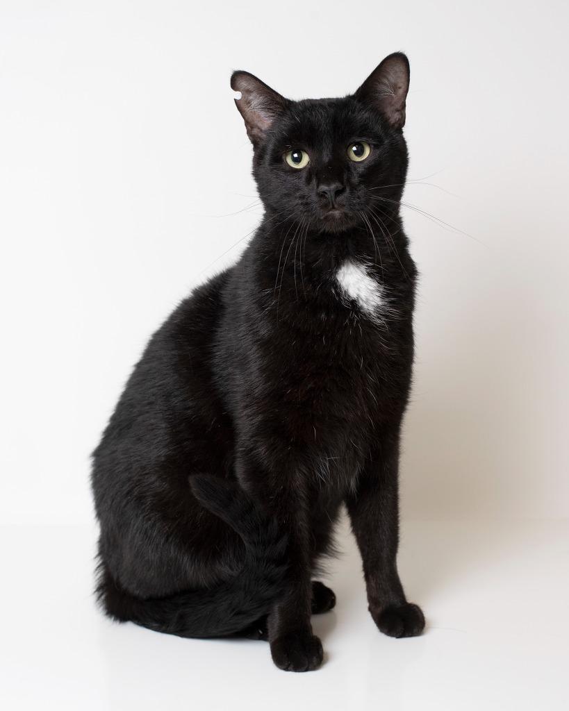 Enlarge Kenworth, a Adoptable mixed breed in Boone, IA image 3/3
