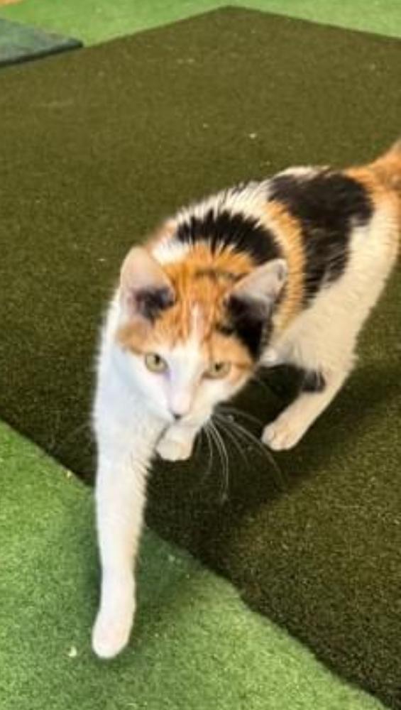 Enlarge Layla, a Adoptable Domestic Short Hair in Telford, PA image 1/1