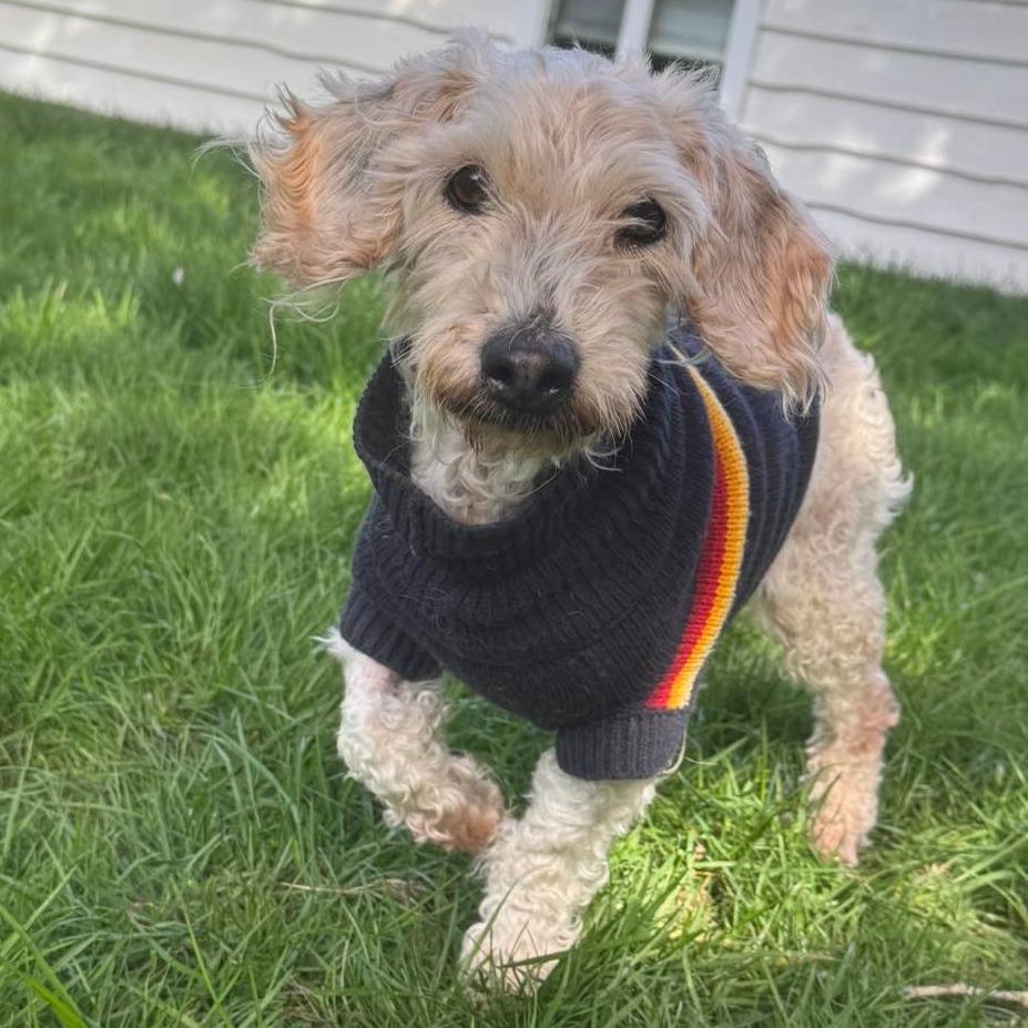 Coco, Adoptable, Senior Male Maltese & Miniature Poodle.