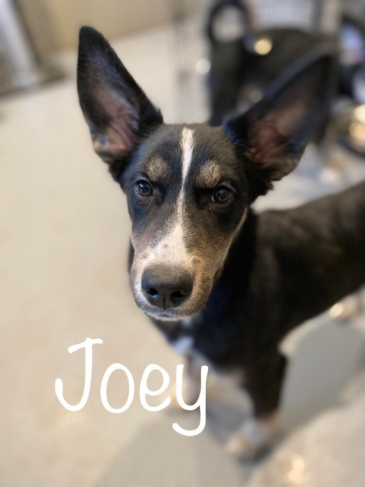 Joey *READ ENTIRE DESCRIPTION*