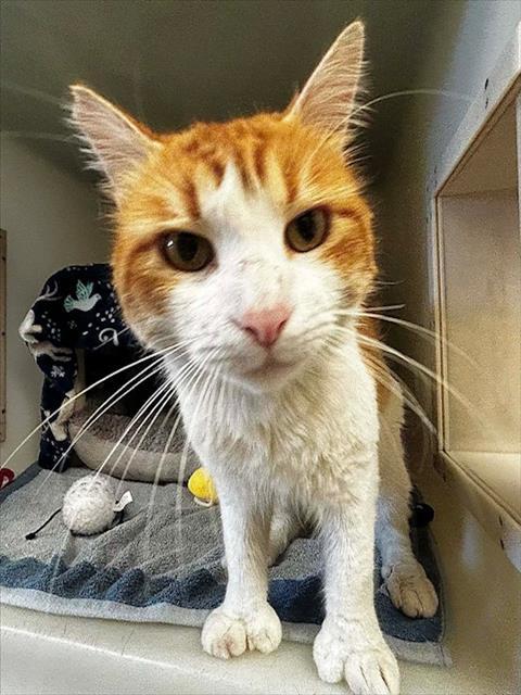 Enlarge TOEBIAS, a Adoptable Domestic Medium Hair in Salinas, CA image 2/3