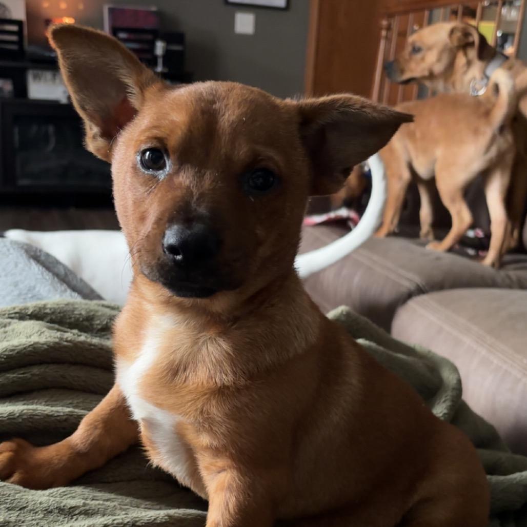 Enlarge Pumpkin, a Adoptable Mixed Breed in Bismarck, ND image 1/6