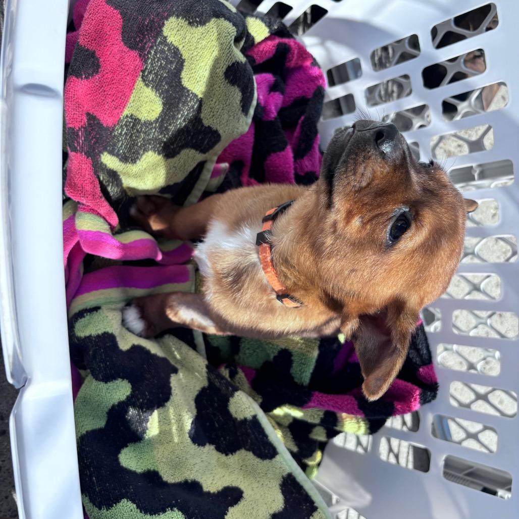 Enlarge Pumpkin, a Adoptable Mixed Breed in Bismarck, ND image 2/6