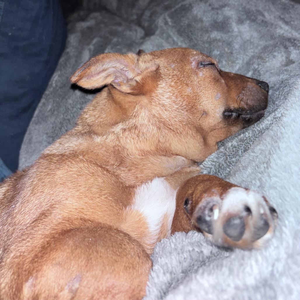 Enlarge Pumpkin, a Adoptable Mixed Breed in Bismarck, ND image 3/6