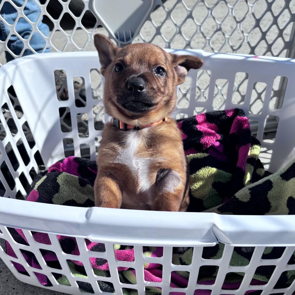 Enlarge Pumpkin, a Adoptable Mixed Breed in Bismarck, ND image 4/6