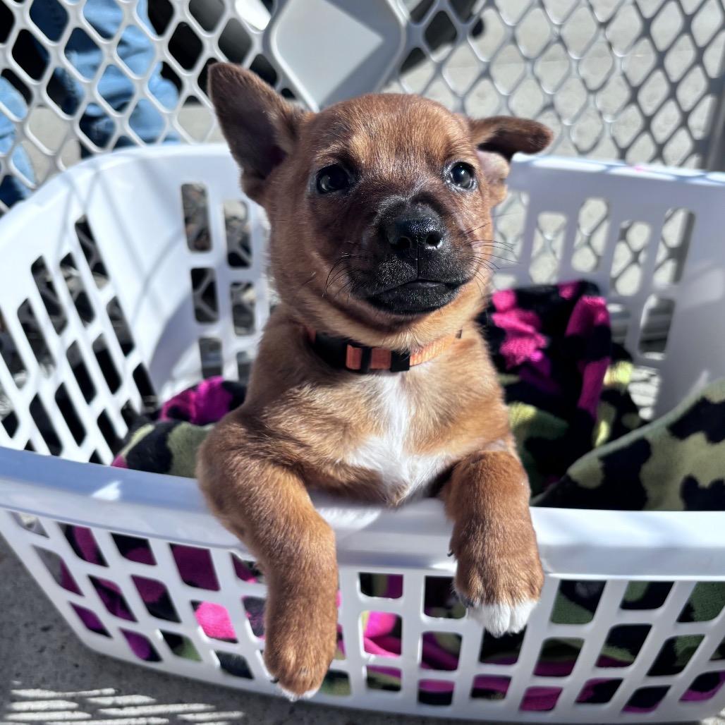 Enlarge Pumpkin, a Adoptable Mixed Breed in Bismarck, ND image 5/6