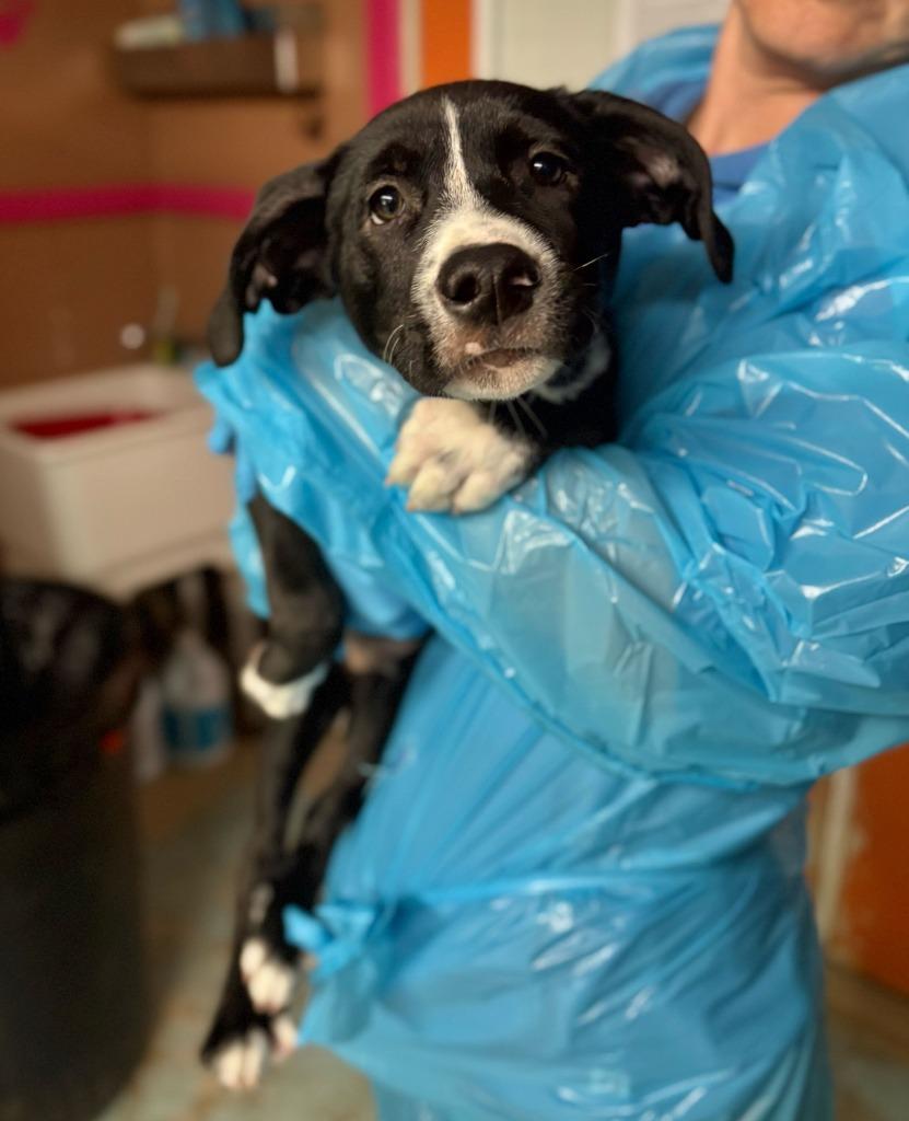 Keiko, Adoptable, Puppy Male Pit Bull Terrier & Mixed Breed.
